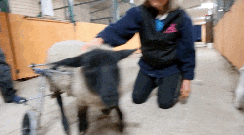 Soda Pop đang làm quen với một bạn cừu khác cũng bị chứng yếu chân.