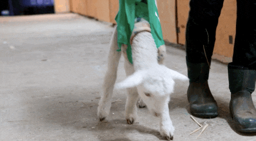 Lúc đầu, các nhân viên ở đây nẹp chân của Soda Pop nhưng cô bé hoảng sợ, cuối cùng các nhân viên đã nghĩ ra phương pháp mới, khoét bốn lỗ ở bốn góc chiếc túi vừa với kích cỡ của Soda Pop, thả cô bé vào và từ từ dạy Soda đứng, đi từng bước một.