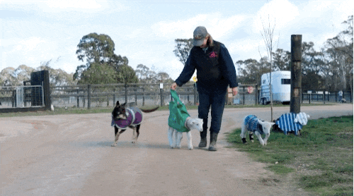 Vậy là, nhờ sự tận tâm của đội ngũ nhân viên trại giải cứu, cứu hộ động vật Edgar's Mission, nàng cừu nhỏ này đã hồi phục thật sự ngoạn mục.