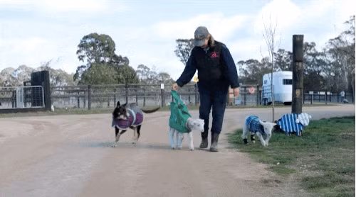 Vậy là, nhờ sự tận tâm của đội ngũ nhân viên trại giải cứu, cứu hộ động vật Edgar's Mission, nàng cừu nhỏ này đã hồi phục thật sự ngoạn mục.