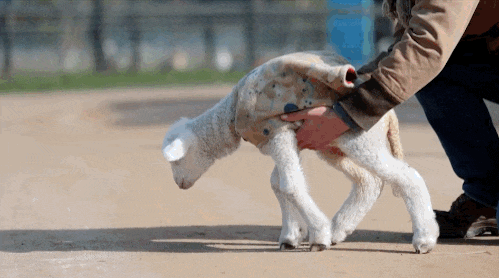 Cậu chuyện của nàng cừu nhỏ Soda Pop đã truyền cảm hứng đến nhiều người, từ một cô bé không thể đứng, giờ đây Soda Pop đã có thể đi lại, chạy những bước ngắn.