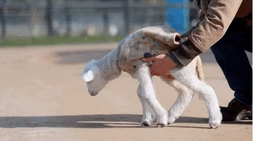 Cậu chuyện của nàng cừu nhỏ Soda Pop đã truyền cảm hứng đến nhiều người, từ một cô bé không thể đứng, giờ đây Soda Pop đã có thể đi lại, chạy những bước ngắn.