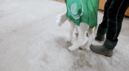 Lúc đầu thực sự rất khó khăn để có thể giúp nàng cừu Soda Pop đứng, tuy nhiên chỉ sau vài ngày kiên trì tập đứng, kiên trì tập đi, đôi cứu hộ đã vui mừng khôn xiết khi thấy nàng cừu bắt đầu chạy.