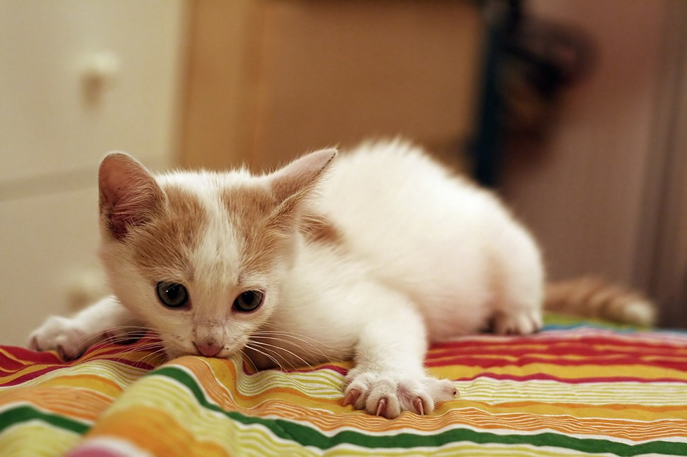 8. Mèo. Bạn sẽ thấy khó tin rằng loài mèo thực sự chia sẻ bộ mã gen giống chúng ta đến 90%. Thực tế, dù não bộ và cấu trúc cơ thể hoàn toàn khác so với con người nhưng mèo có nhiều điểm chung bất ngờ về di truyền học với con người.