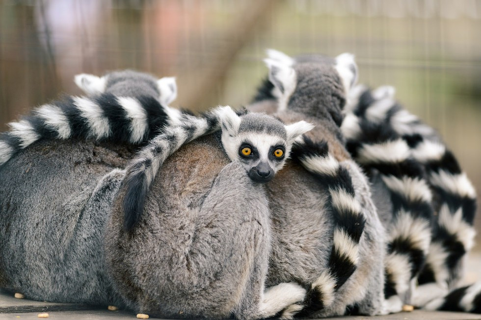 7. Vượn cáo. Bạn đã bao giờ nghe rằng vượn cáo cũng thuộc họ linh trưởng và có bộ mã gen khá giống loài người chúng ta? Trên thực tế, chúng không có biểu hiện rõ ràng về những điểm chung với con người, tuy nhiên, thực sự thì chúng tiến hóa từ chung tổ tiên với loài khỉ Lorises và khỉ Aye-aye.