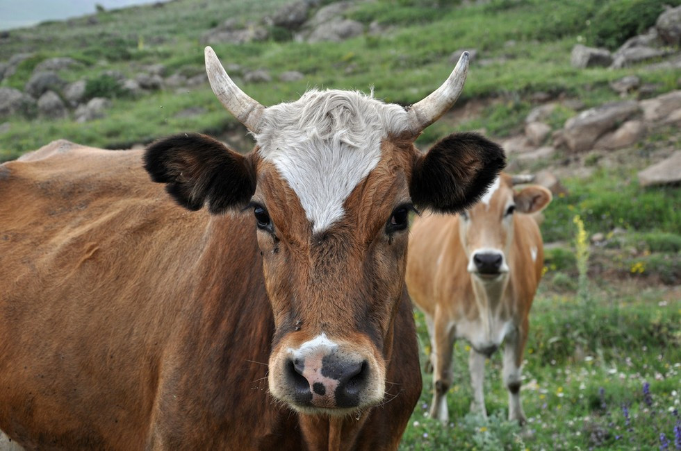 9. Bò. Nghe có vẻ khó tin nhưng một số nghiên cứu đã chứng minh rằng bộ mã gen xinh đẹp của chúng ta cũng có liên quan đến loài động vật này.