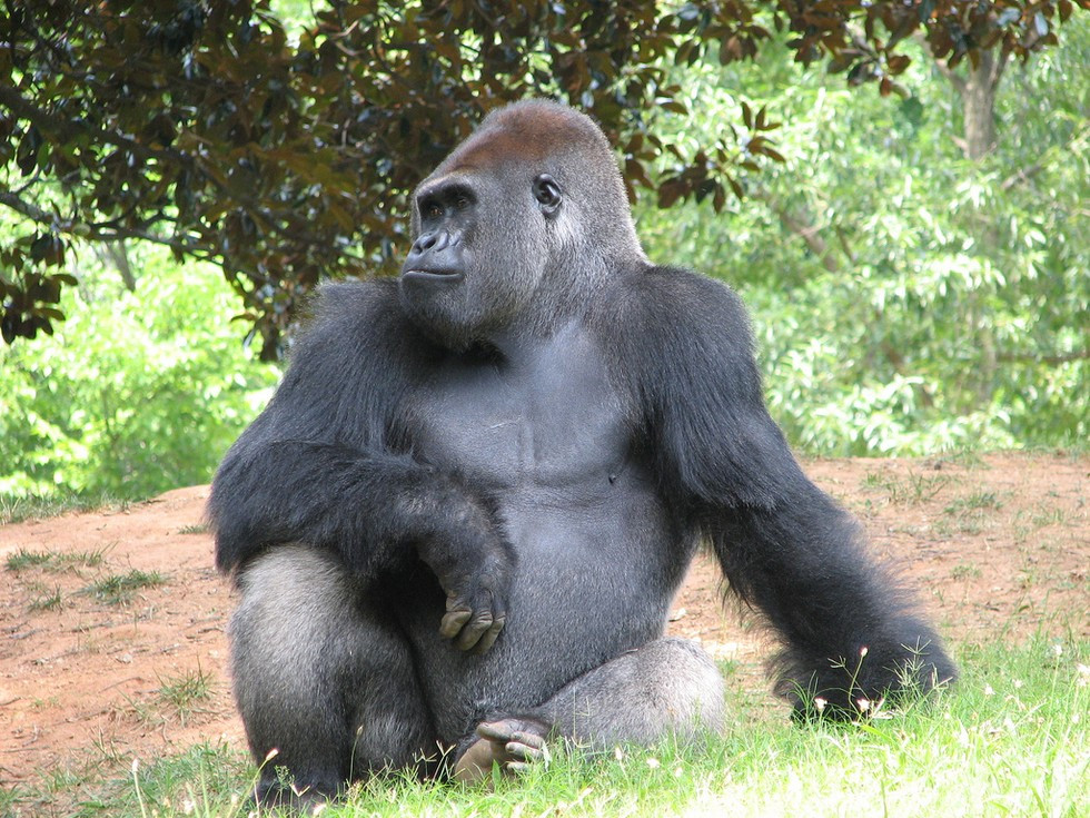 3. Khỉ đột (Gorilla). Loài khỉ đột khổng lồ, có thân hình vạm vỡ này cũng có bộ mã gen di truyền giống con người đến 98%. Các nhà khoa học tin rằng vào khoảng 10 triệu năm trước, con người và loài khỉ đột này tách ra từ một tổ tiên chung.