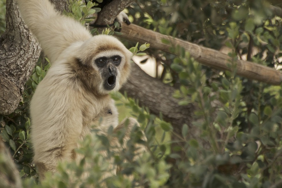 5. Vượn. Nó là một trong những loài linh trưởng thuộc cây gia đình Hominoidea. Khoảng 4 triệu năm trước, loài vượn đặc biệt phát triển cánh tay dài, dẻo dai giúp chúng có thể đu cây hay leo trèo rất dễ dàng. Một nghiên cứu cũng chỉ ra, loài vượn sử dụng ít nhất 26 thanh âm, tương tự như những con người đầu tiên xuất hiện cách đây 1,8 triệu năm.