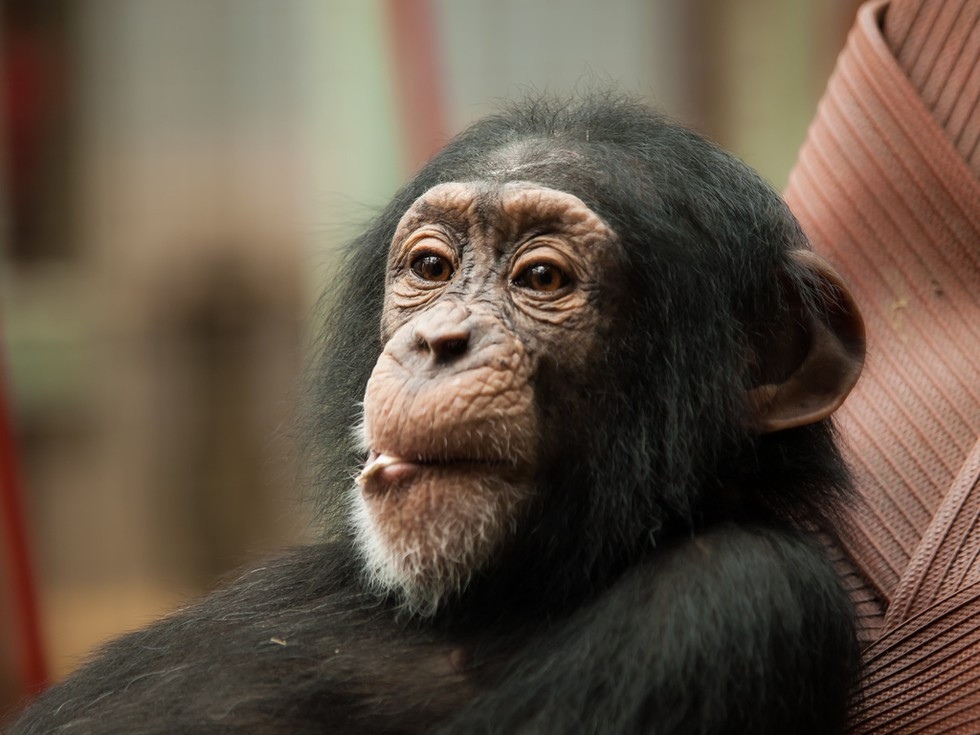 1. Tinh tinh. Năm 2005, các nhà nghiên cứu tuyên bố tinh tinh có từ 98,6 đến 99% cấu trúc DNA giống với loài người chúng ta. Tinh tinh là động vật giống người hơn cả loài khỉ đột. Đáng chú ý là tinh tinh cái cũng có chu kỳ sinh sản tương tự con người và mang thai trong khoảng thời gian 8 tháng.