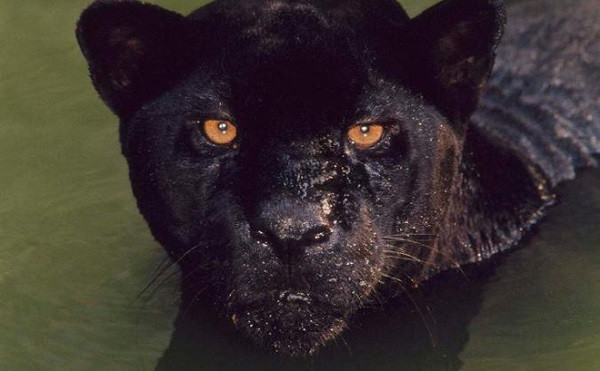 Nhiều người cho rằng lông đen giúp loài báo này dễ ẩn nấp săn mồi, đặc biệt vào ban đêm nhưng thực tế không phải vậy. Chính bộ lông đốm mới dễ ngụy trang trong khi một khối đen sẽ bị phát hiện bởi các loài khác.