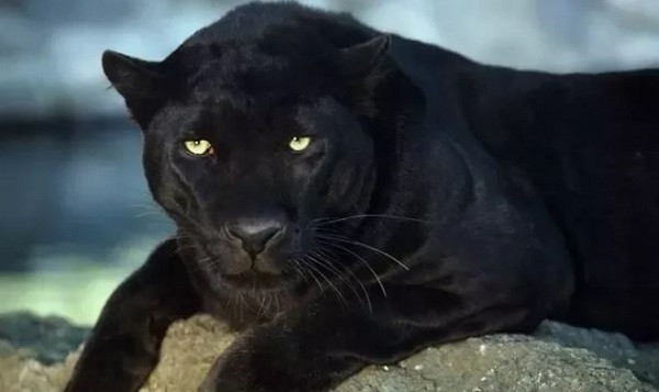 Hội chứng đột biến di truyền này thường xảy ra ở các loài động vật có vú, giống như hội chứng bạch tạng, chỉ khác ở chỗ những sắc tố dư thừa sẽ biến màu lông hoặc da của động vật thành màu đen.