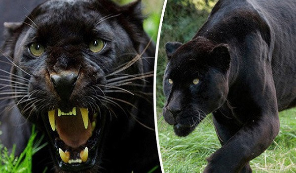 Loại gen này phổ biến trong loài báo đốm châu Á và châu Phi; và cả loài báo Nam Mỹ. Tuy vậy, mèo nhà lại không bị tác động bởi loại gen này.