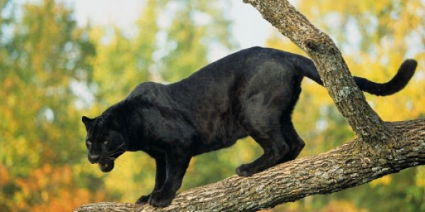 Đại diện Chi cục Kiểm lâm Đồng Nai cho biết hiện đã chỉ đạo Hạt Kiểm lâm Vĩnh Cửu tiến hành xác minh. Tuy nhiên có khả năng đây là mèo hoang chứ không phải là báo, bởi đây là khu vực dân sinh sống nhiều và toàn là rừng trồng nằm rải rác.