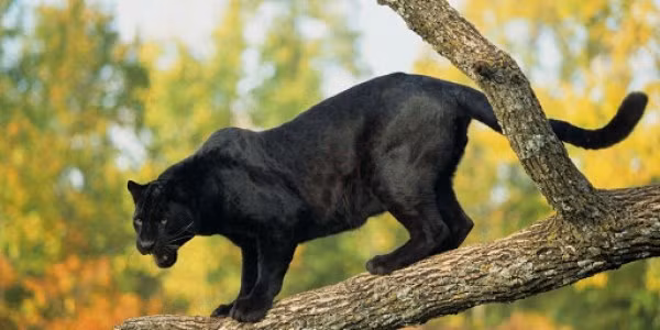 Đại diện Chi cục Kiểm lâm Đồng Nai cho biết hiện đã chỉ đạo Hạt Kiểm lâm Vĩnh Cửu tiến hành xác minh. Tuy nhiên có khả năng đây là mèo hoang chứ không phải là báo, bởi đây là khu vực dân sinh sống nhiều và toàn là rừng trồng nằm rải rác.