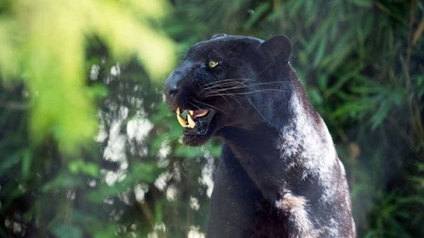 Đặc biệt, báo đen có màu lông đen không có nghĩa nó không có đốm.