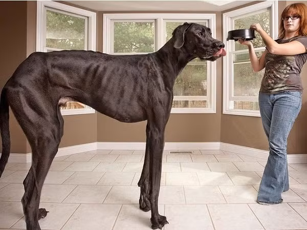 Chú chó khổng lồ này có tên Zeus. Đôi chân siêu dài khiến nó giữ kỷ lục là chú chó cao nhất thế giới.