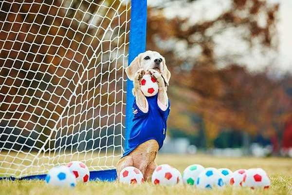 Chú chó Purin giữ kỷ lục thế giới về việc đứng trên bóng và di chuyển. Nó cũng cũng chính là con chó nắm giữ kỷ lục thế giới làm thủ môn xuất sắc khi bắt được 14 quả bóng trong một phút.