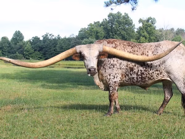 Con vật có cặp sừng dài đáng sợ này có tên Poncho Via, hiện đạt 2 kỷ lục: bộ dừng hươu lớn nhất và dài nhất thế giới. 