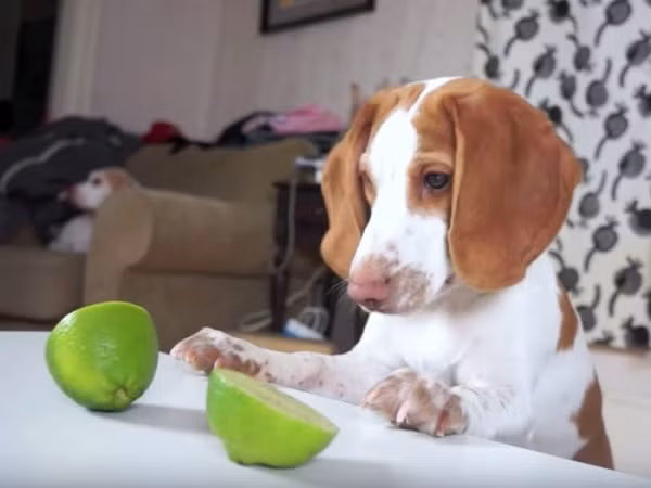 Chó Maymo chính là động vật được xem nhiều nhất trên Youtube với kênh cá nhân có 8,93 triệu người đăng ký theo dõi. Maymo tính đạt được kỷ lục vào tháng 3/2018.