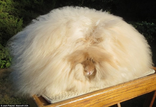Chú thỏ tên Franchesca đang giữ kỷ lục thế giới với bộ lông dài nhất dài 14,37 inch tương đương khoảng 36 cm.