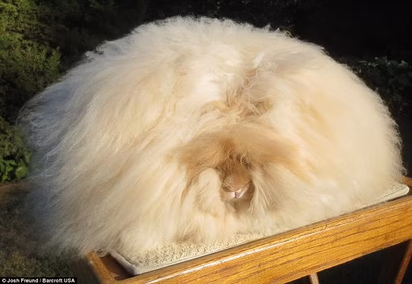 Chú thỏ tên Franchesca đang giữ kỷ lục thế giới với bộ lông dài nhất dài 14,37 inch tương đương khoảng 36 cm.