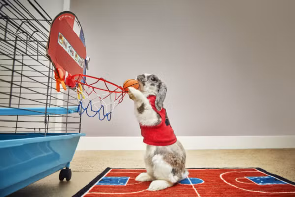  Kỷ lục thế giới siêu đỉnh về thể thao do động vật tạo nên là những cú ném bóng rổ chuẩn xác của chú thỏ Bini. Con thỏ thuộc giống thỏ tai cụp Holland Lop đã ném trúng rổ 7 lần trong thời gian 60 giây.