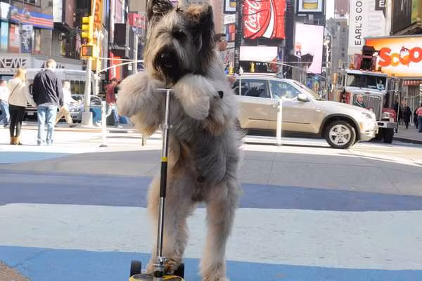 Chú chó chăn cừu lông xù có nguồn gốc từ Pháp tên Norman giữ kỷ lục thế giới với khả năng đi nhanh nhất trên chiếc xe trượt. Nó chỉ mất khoảng 20,77 giây để hoàn thành quãng đường dài 30 mét vào năm 2013