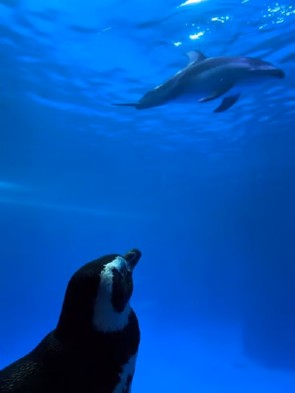 ''Chúng tôi mang đến những trải nghiệm mới cho động vật, khuyến khích chúng khám phá theo cách tự nhiên nhất. Việc đóng cửa thủy cung không hề ảnh hưởng đến chúng, các con vật vẫn được gặp nhân viên mỗi ngày" - đại diện Thủy cung Shedd cho biết thêm.