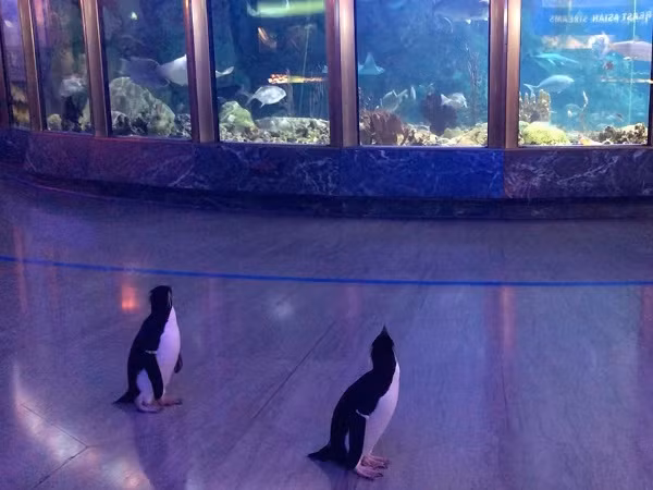 Tuy nhiên thời gian này, thủy cung lại không vắng vẻ như nhiều người tưởng bởi đang đón những vị khách chim cánh cụt vô cùng đặc biệt. Có thể hiểu rằng, ''nhờ dịch bệnh'' mà những chú chim cánh cụt lần đầu được tự do tham quan thủy cung.