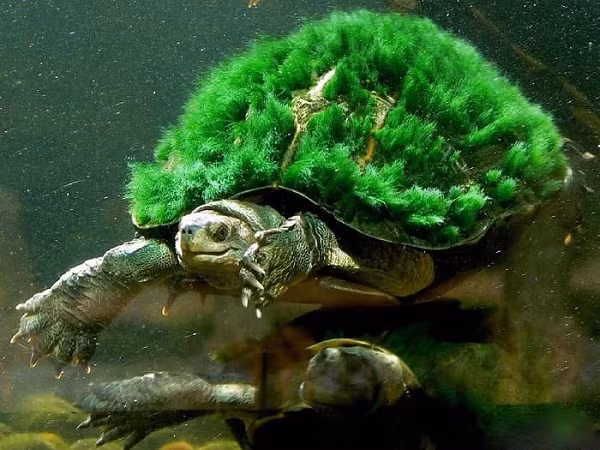 "Bò sát ít được chú ý bảo tồn hơn so với chim và động vật có vú. Tuy nhiên, danh sách bò sát nguy cấp chỉ ra những sinh vật này thực sự độc đáo, thú vị và dễ tổn thương tới mức nào", Rikki Gumbs, điều phối viên của ZSL, cho biết.