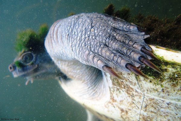 Rùa sông Mary khi trưởng thành có thể dài khoảng 40cm, và một điều kỳ lạ là có thể thở qua bộ phận sinh dục.