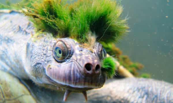 Những con rùa ''tóc xanh'' bị bắt khỏi môi trường thiên nhiên và bán vào các của hàng thú nuôi. Chính điều này đã góp phần lớn vào việc đẩy loài rùa này tới nguy cơ tuyệt chủng.