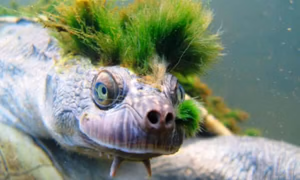 Những con rùa ''tóc xanh'' bị bắt khỏi môi trường thiên nhiên và bán vào các của hàng thú nuôi. Chính điều này đã góp phần lớn vào việc đẩy loài rùa này tới nguy cơ tuyệt chủng.