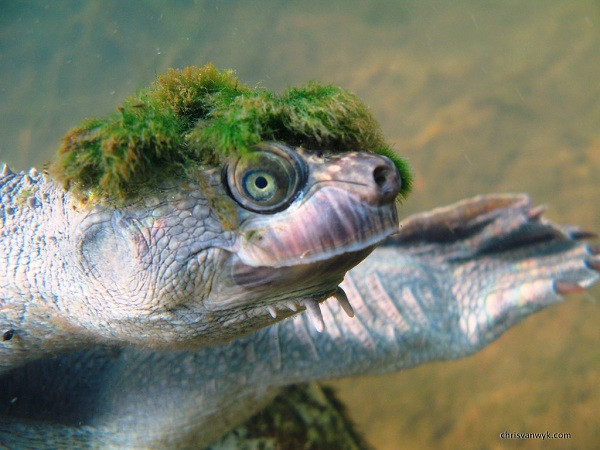 Đây là loài rùa Mary (Elusor macrurus) được đặt tên theo con sông cùng tên ở Queensland, Australia, cũng là nơi duy nhất tìm thấy chúng trên Trái đất.