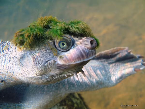 Đây là loài rùa Mary (Elusor macrurus) được đặt tên theo con sông cùng tên ở Queensland, Australia, cũng là nơi duy nhất tìm thấy chúng trên Trái đất.