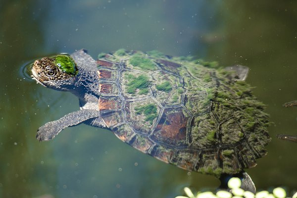 Đến nay, ước tính chỉ còn hơn 100 con rùa này còn tồn tại trên thế giới.