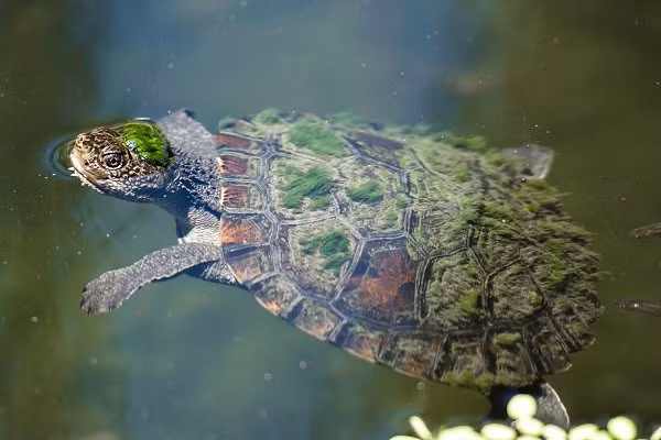 Đến nay, ước tính chỉ còn hơn 100 con rùa này còn tồn tại trên thế giới.