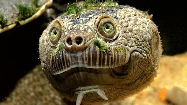 Rùa sông Mary quý hiếm hiện đứng thứ 29 trong danh sách 100 loài bò sát có nguy cơ tuyệt chủng cao nhất thế giới, được Hiệp hội Động vật học London (ZSL) thống kê.