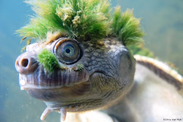 Hình ảnh chú rùa có chỏm tóc xanh kỳ lạ từng gây thích thú cho những người yêu động vật trên toàn thế giới khi xuất hiện trên các trang báo lớn.