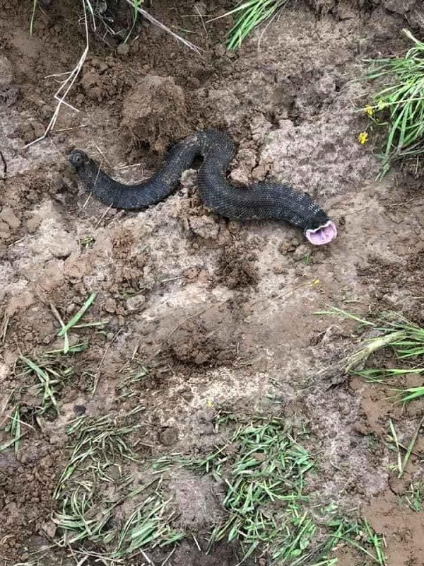 Thực tế con rắn này có cả một gia tộc, họ hàng sở hữu ngoại hình lạ. Chúng được biết đến với cái tên Rắn mũi hếch Hognose.