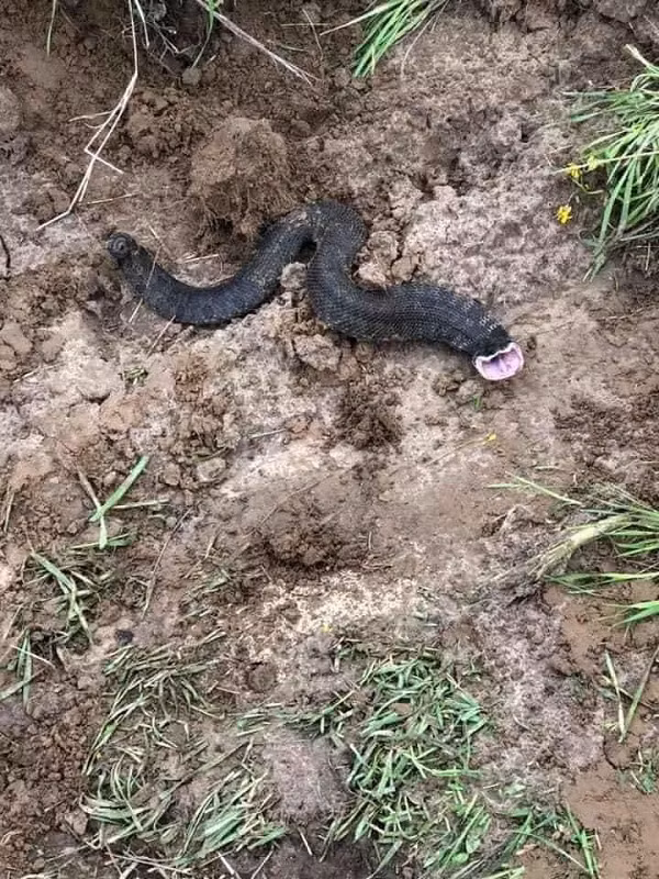 Thực tế con rắn này có cả một gia tộc, họ hàng sở hữu ngoại hình lạ. Chúng được biết đến với cái tên Rắn mũi hếch Hognose.