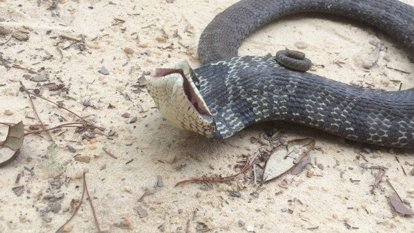 Thức ăn của rắn mũi hếch là những loài động vật gặm nhấm nhỏ hoặc trứng các loài động vật khi ở môi trường bên ngoài tự nhiên.