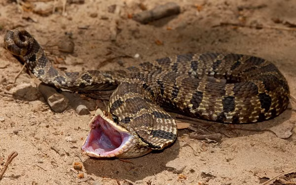 Loài rắn lạ này có kích thước khá nhỏ, những con to ghi nhận chỉ dài 1,2m. Còn những con được nuôi cảnh tại nhà thậm chí còn ngắn hơn nhiều.