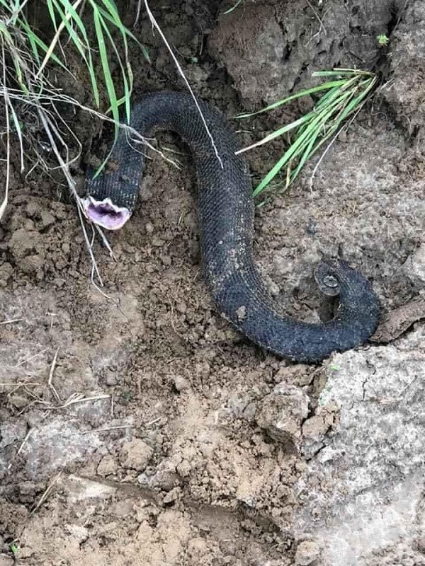 Có nguồn gốc từ Mexico và Bắc Mỹ, đây là một loài rắn hiền lành, không có độc nên hoàn toàn vô hại. Với đặc tính dễ thương và khuôn mặt ngốc nghếch, chúng còn được chọn làm vật nuôi trong nhà.