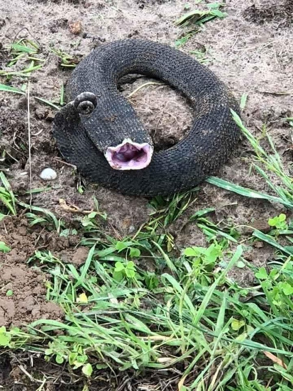 Thoạt nhìn chẳng ai nghĩ rằng đây là một con rắn. Chỉ đến khi nó há miệng để lộ lưỡi dài liên tục thò ra thụt vào, người ta mới chắc chắn về ''danh tính'' của loài động vật lạ này.