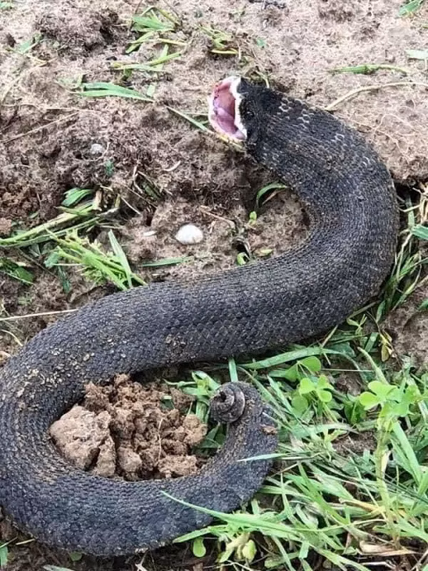 Dân mạng được dịp tranh cãi về loài rắn lạ này. Người thì cho rằng nhìn mãi chẳng thấy giống rắn, người bình luận vui: "Chắc con rắn này nghỉ dịch lâu quá bị ngải heo quật rồi''.