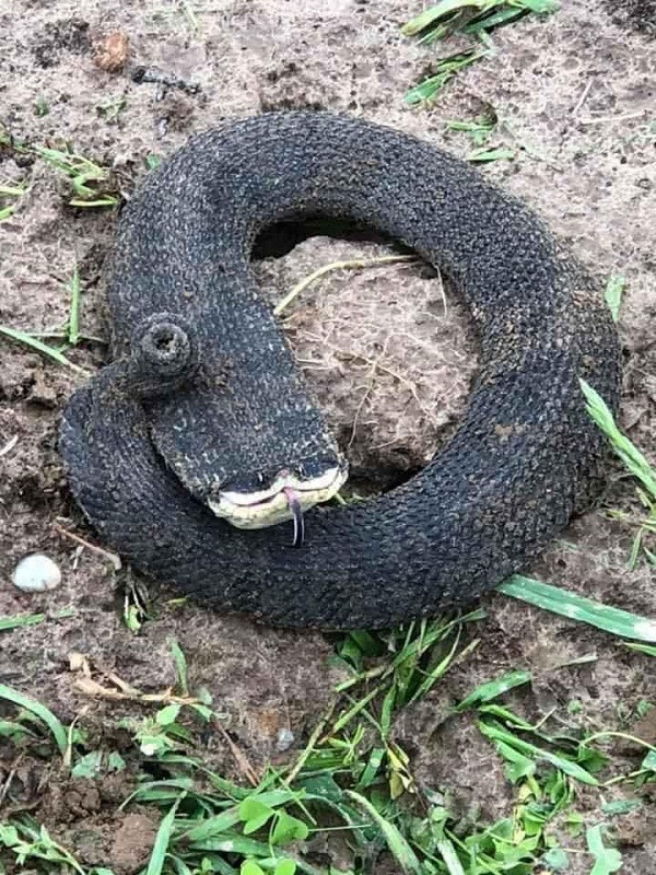 Khác với những loài rắn thường thấy, con rắn này có chiều dài khá "khiêm tốn'', phần đầu lớn, hơi dẹt và đuôi xoăn tít.