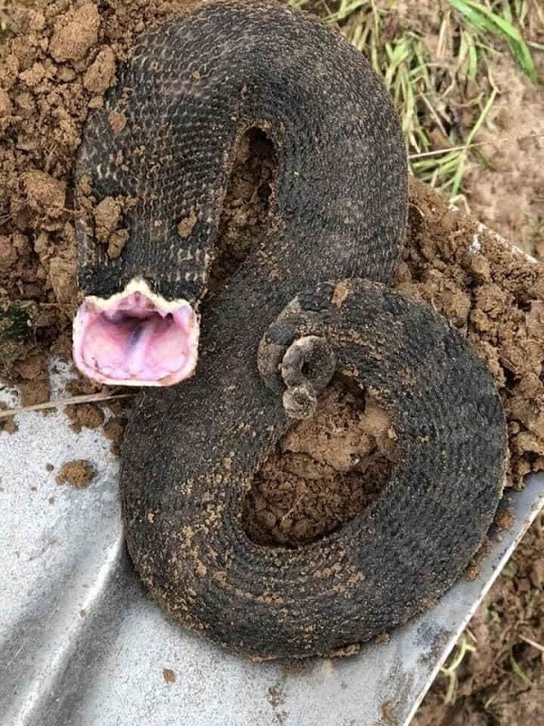 Chiếc miệng lớn và đáng sợ đến mức nhiều dân mạng mô tả "thậm chí có thể nuốt trọn cả thế giới''.