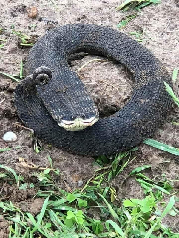 Mới đây, xuất hiện hình ảnh một loài rắn lạ trên mạng xã hội khiến dân mạng tranh cãi bởi đặc điểm lạ. Con rắn này được cho là tìm thấy ở một khu đất hoang, có thân hình khá... mũm mĩm.