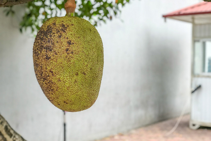 Theo một chiến sỹ trực gác, cây mít này thuộc giống mít dai Việt Nam và hoàn toàn có thể ăn được.